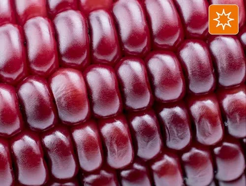 Línea Revitaliza FuXion España